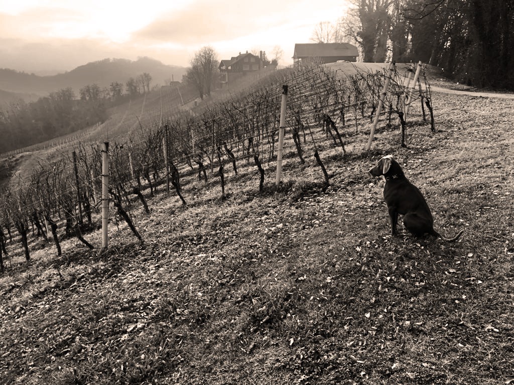 wineyard-dog